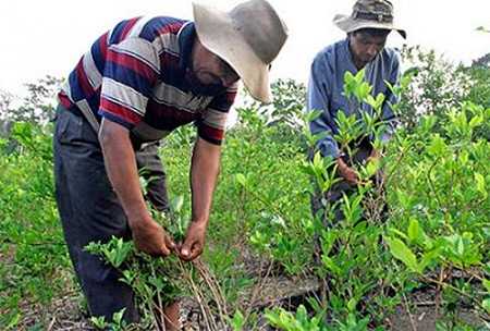 cultivo de droga en colombia